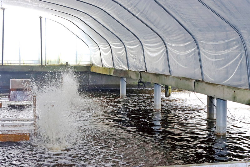 うなぎと水の関係